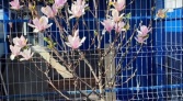 Фото-анонс объекта Кузьминское ш, 50 А № 13 | KNRU.ru